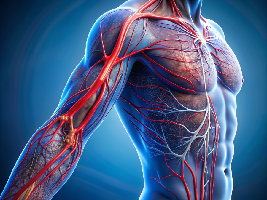 Ilustracja przedstawia układ krwionośny, w tym żyły i tętnice. Żyły to naczynia krwionośne, które transportują krew z powrotem do serca. Są kluczowym elementem systemu krążenia, zapewniającym prawidłowe funkcjonowanie organizmu.